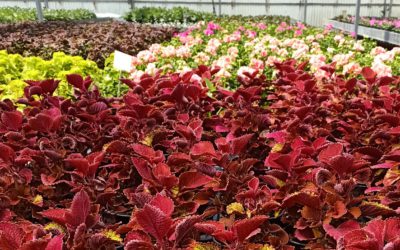 Somos productores…!