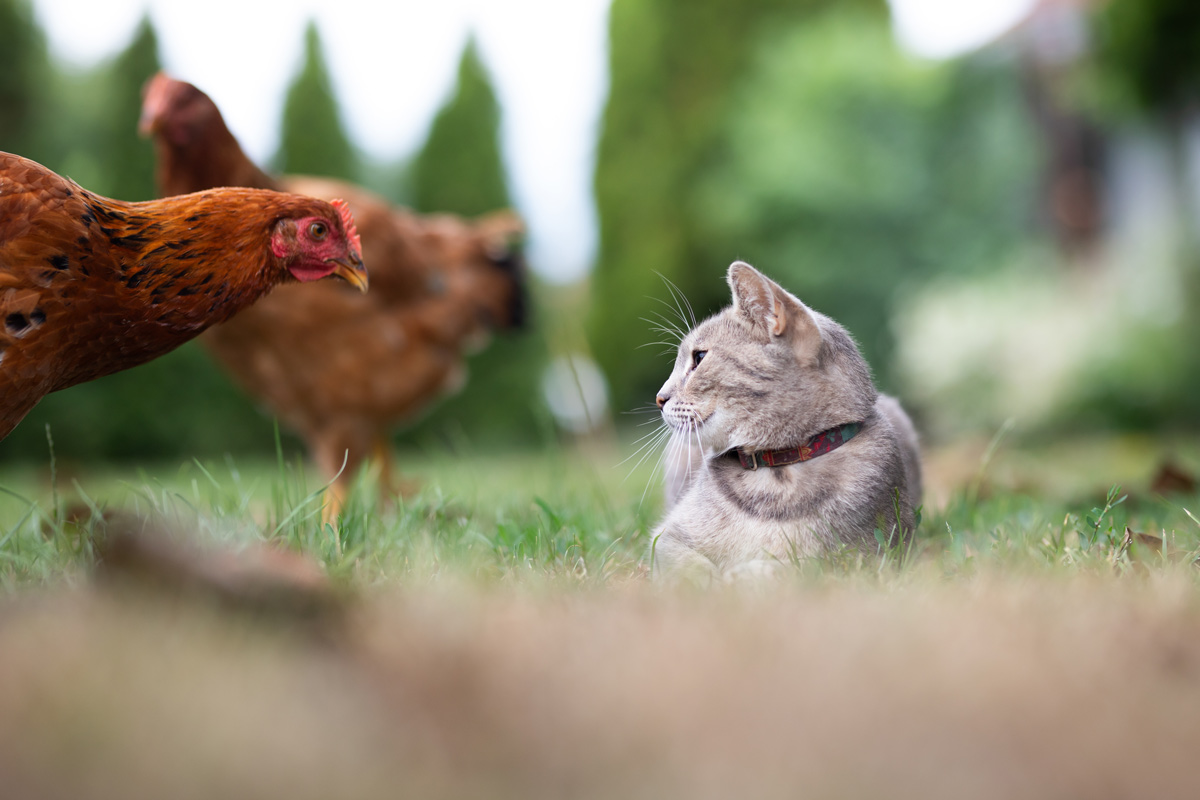 Piensos para aves y mascotas